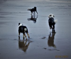 dogs woofcutzs