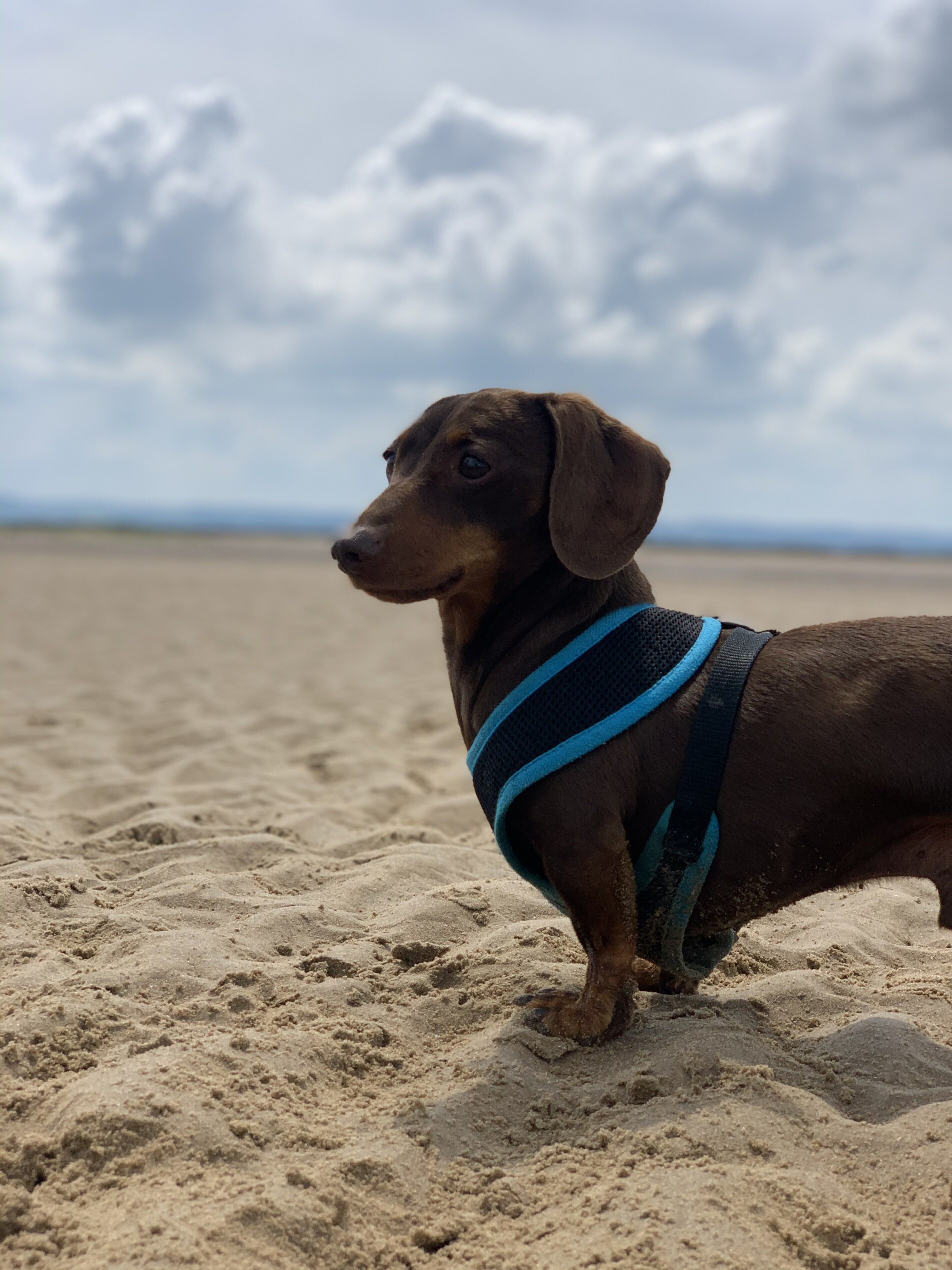 Staff Spotlight: Percy Boardman, Canine Administration 1 Percy Beach